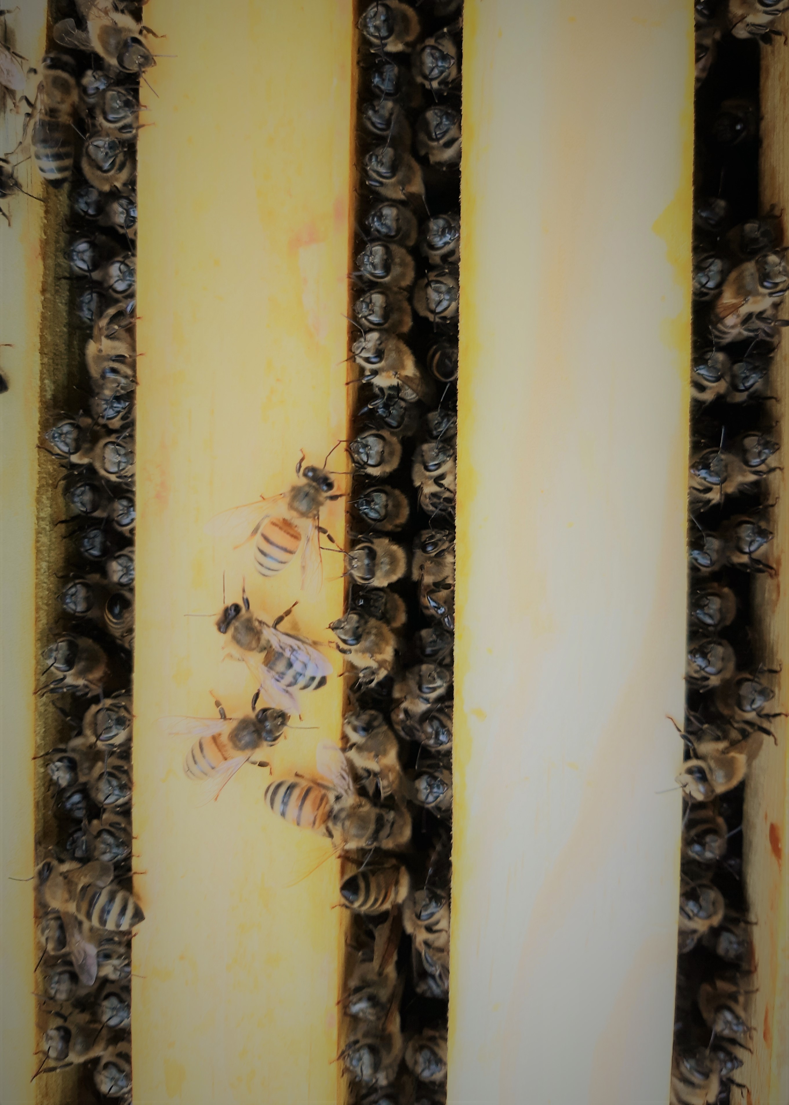abeilles et cadres.jpg
